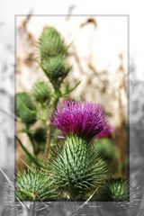 Distel