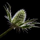 Distel