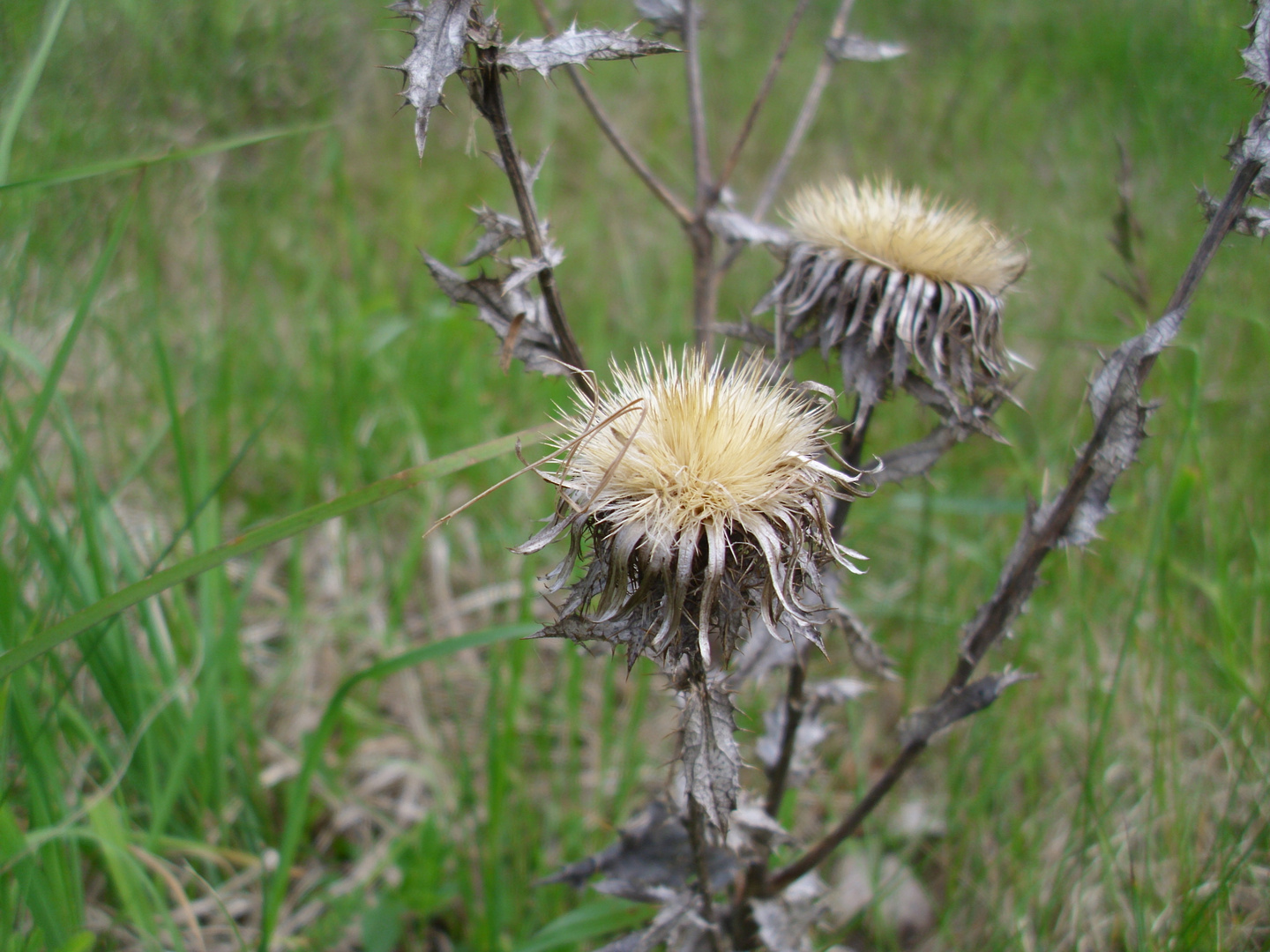 Distel