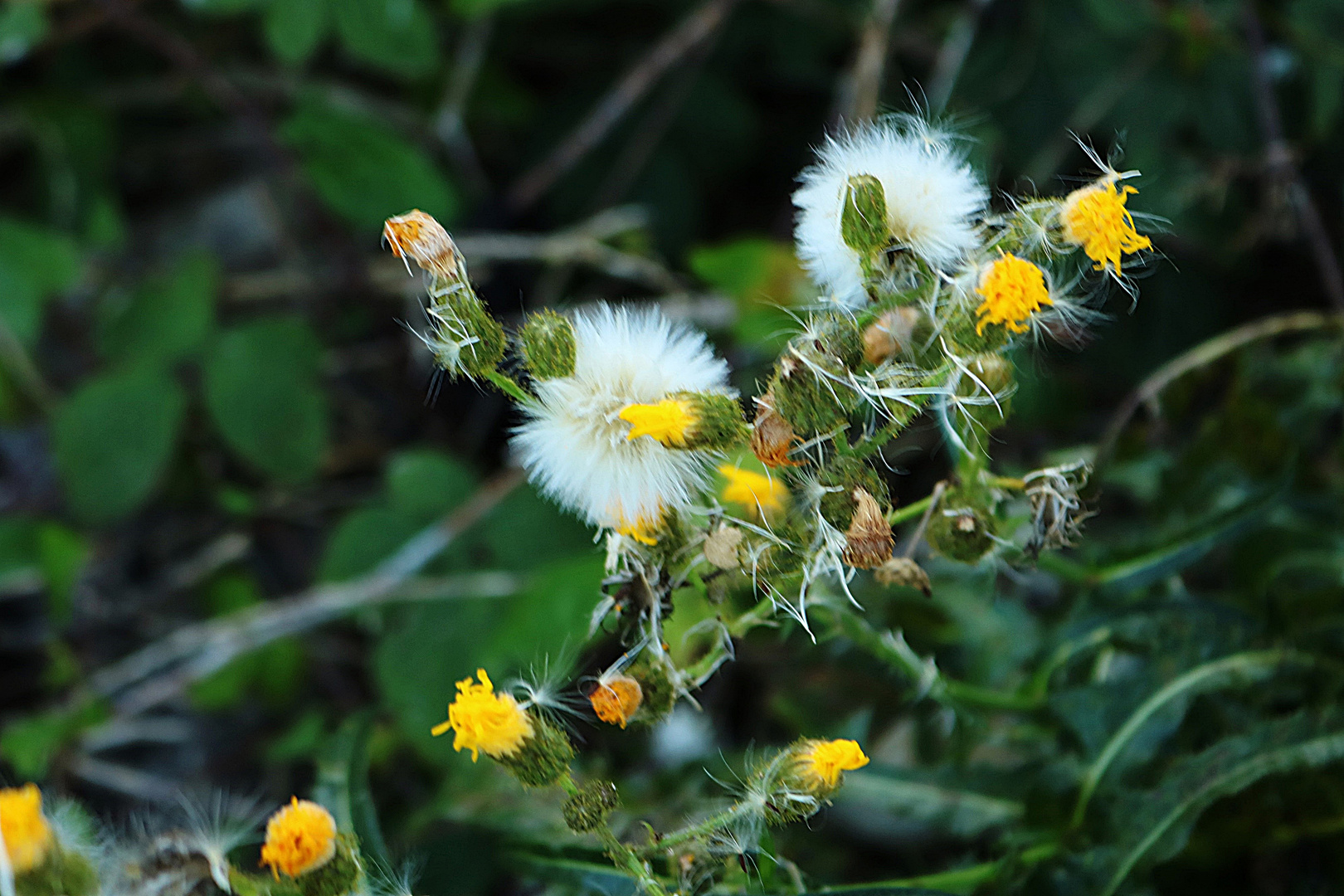 Distel