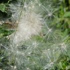 Distel 5