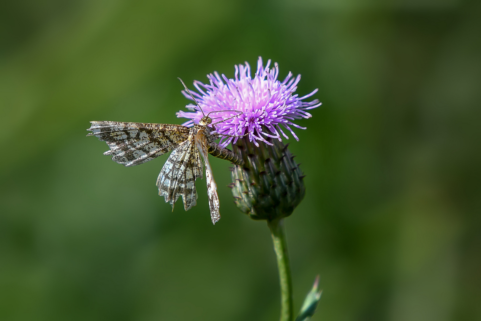 Distel