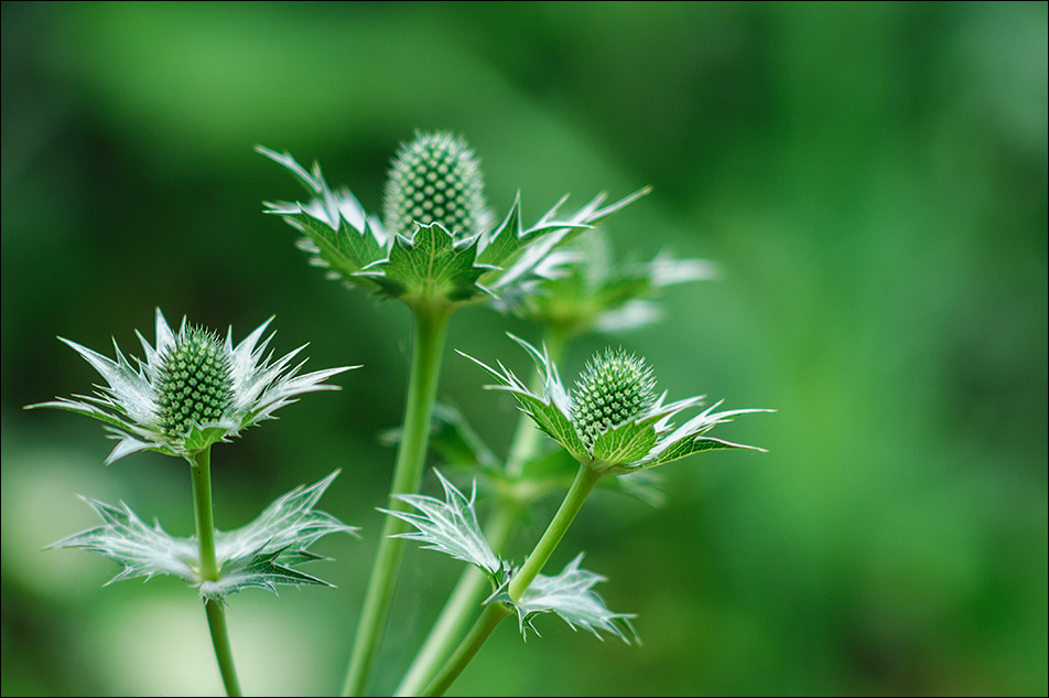 Distel