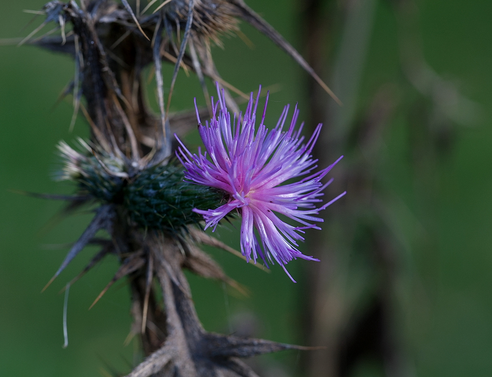 Distel