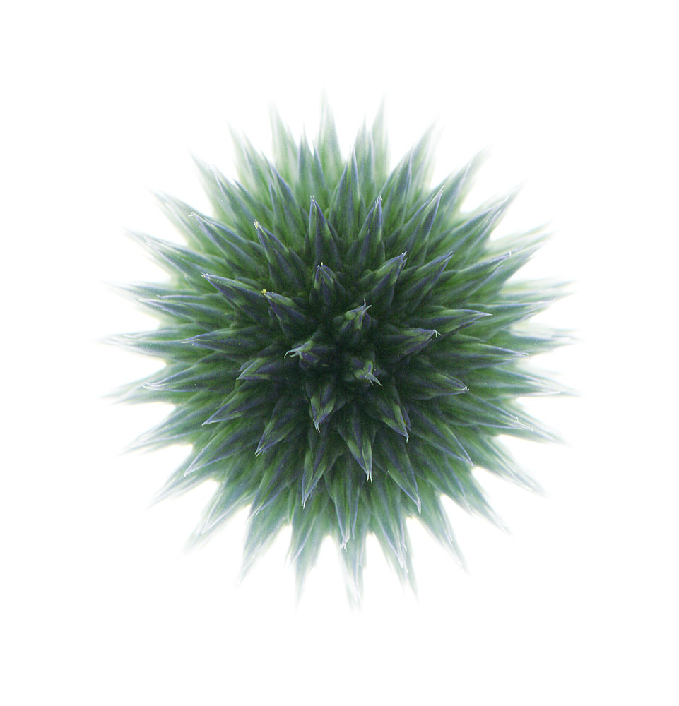 Distel