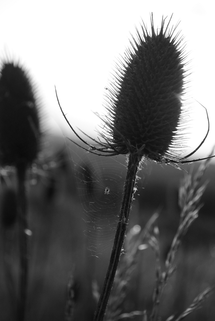 Distel