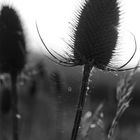 Distel