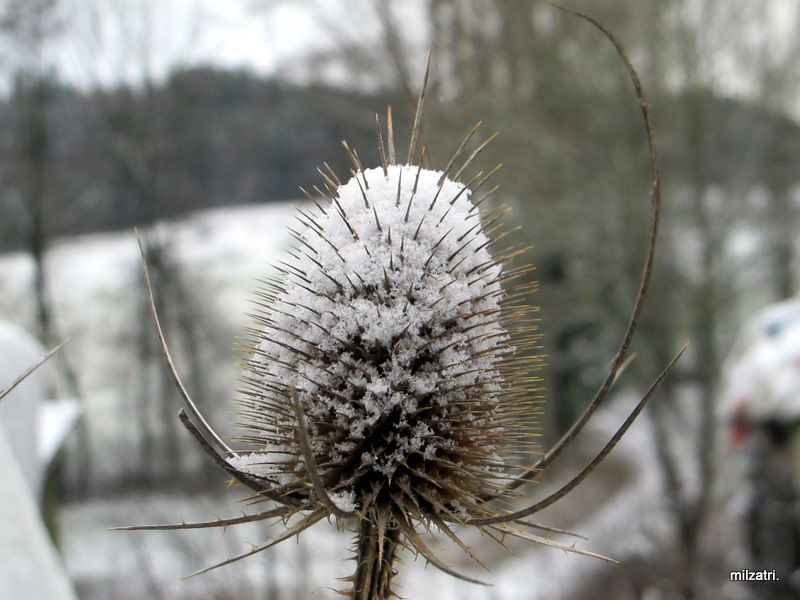 Distel