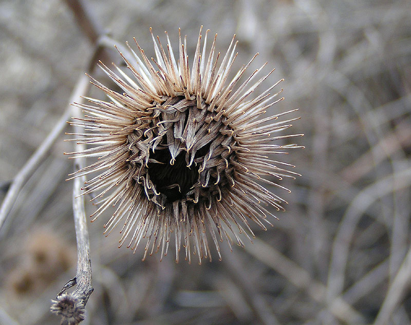 DISTEL