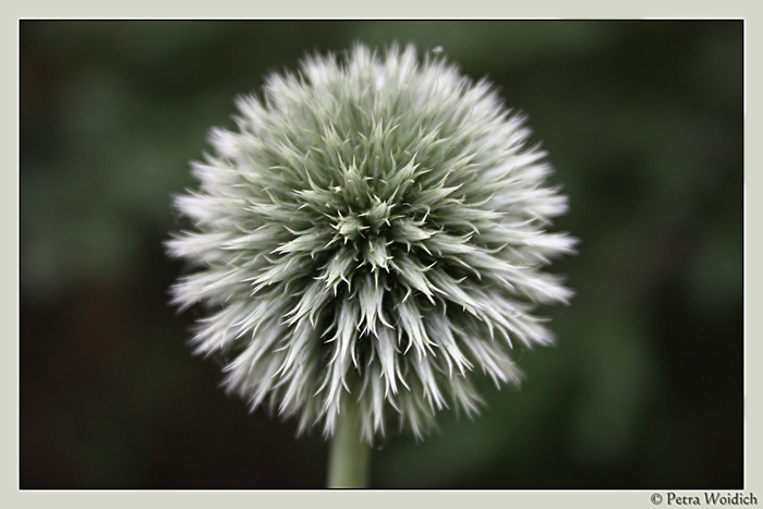 Distel