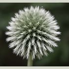 Distel