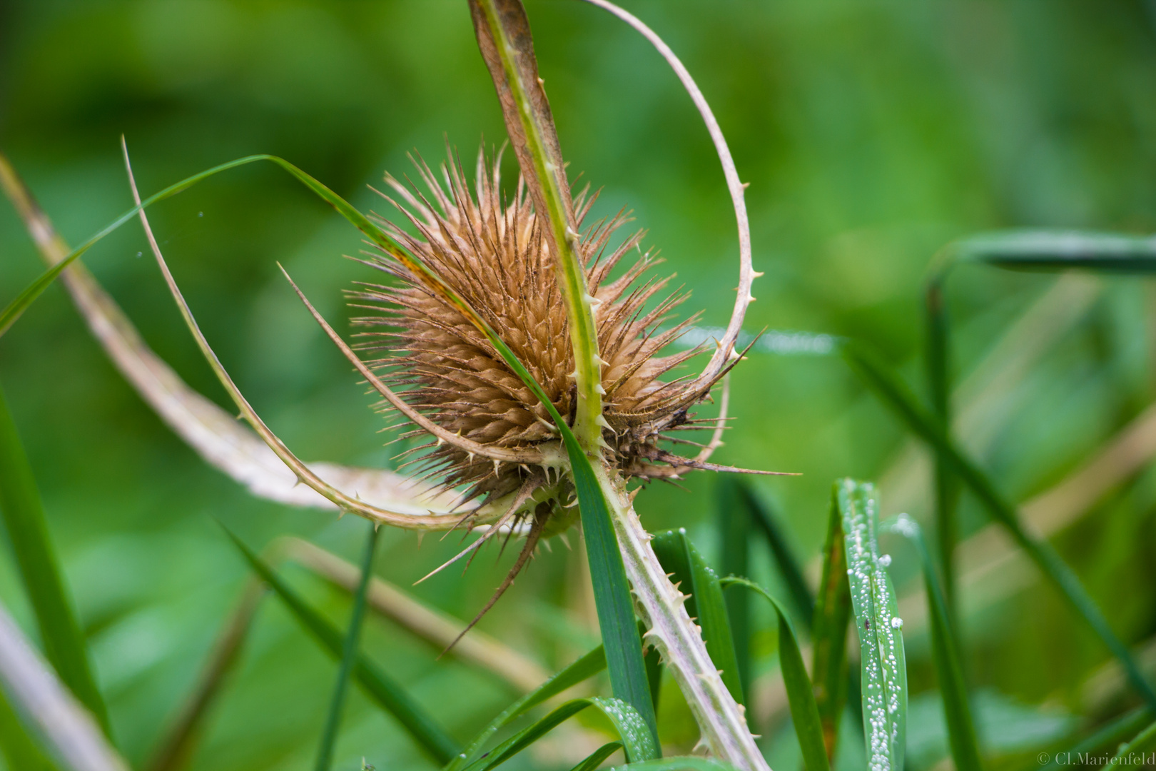 Distel