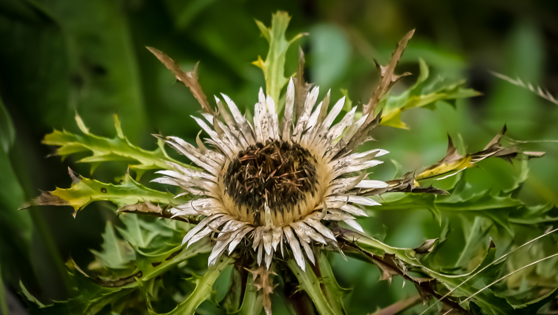 Distel