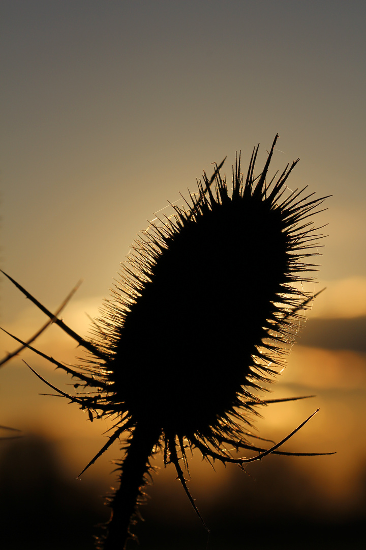 Distel