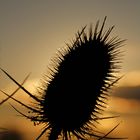 Distel