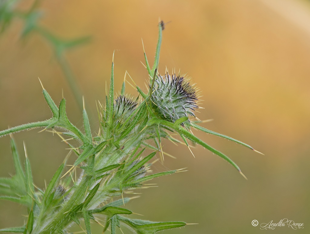 Distel