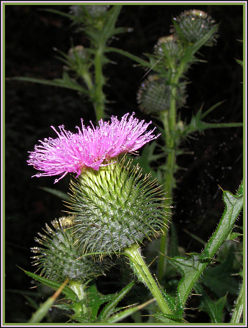 Distel