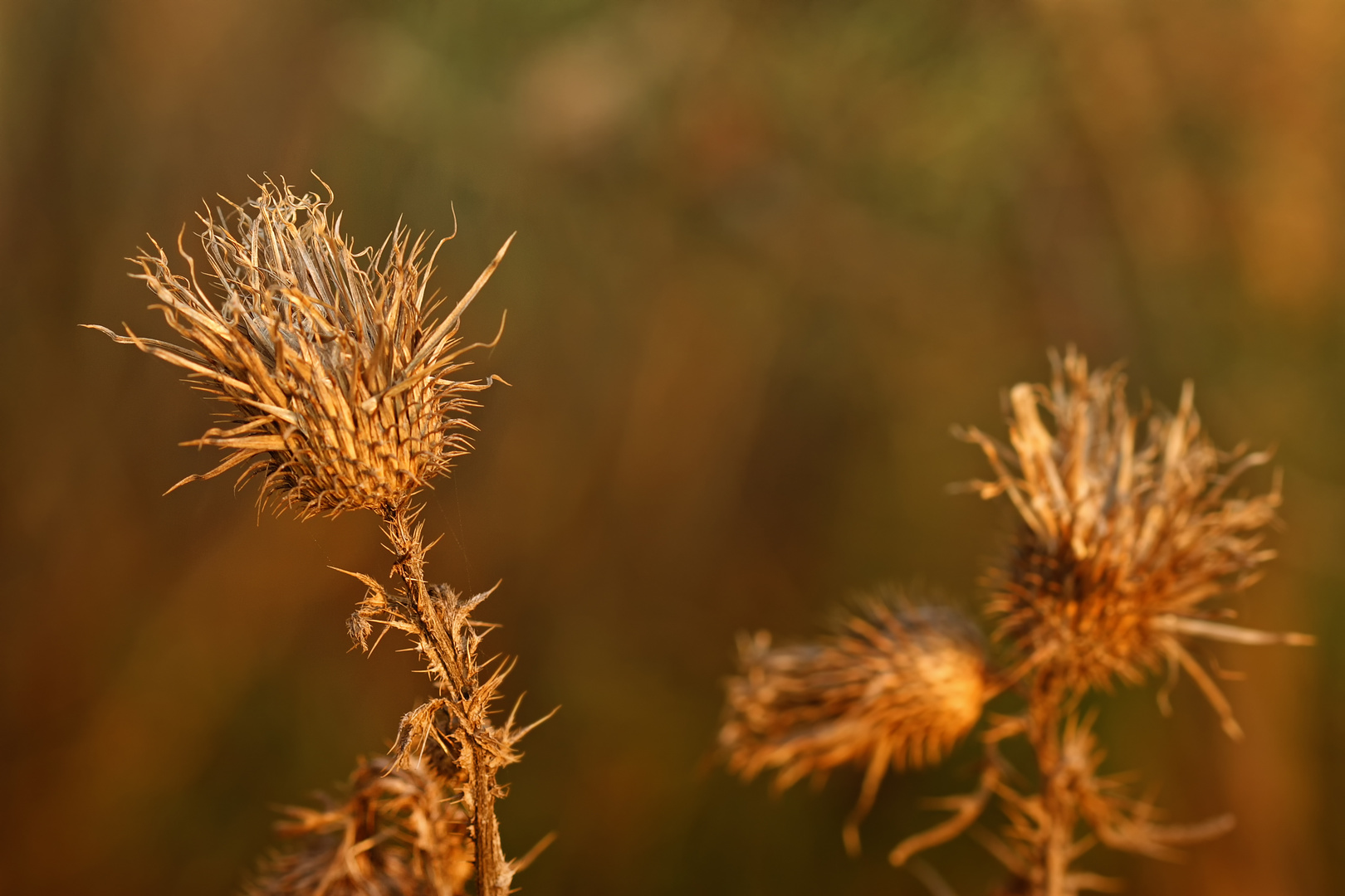 Distel