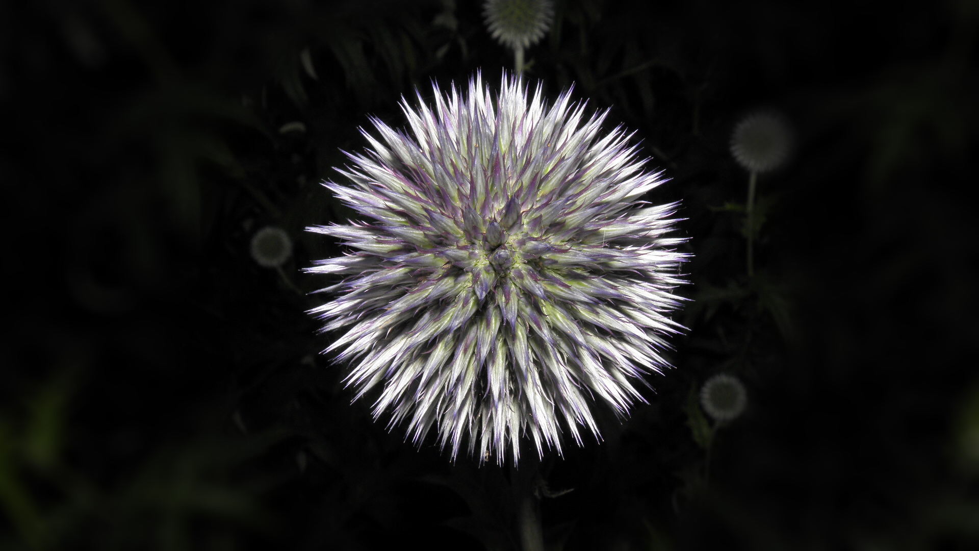 Distel