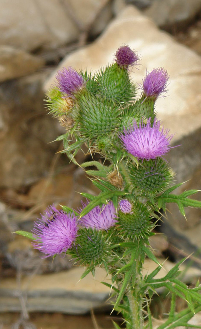 Distel 