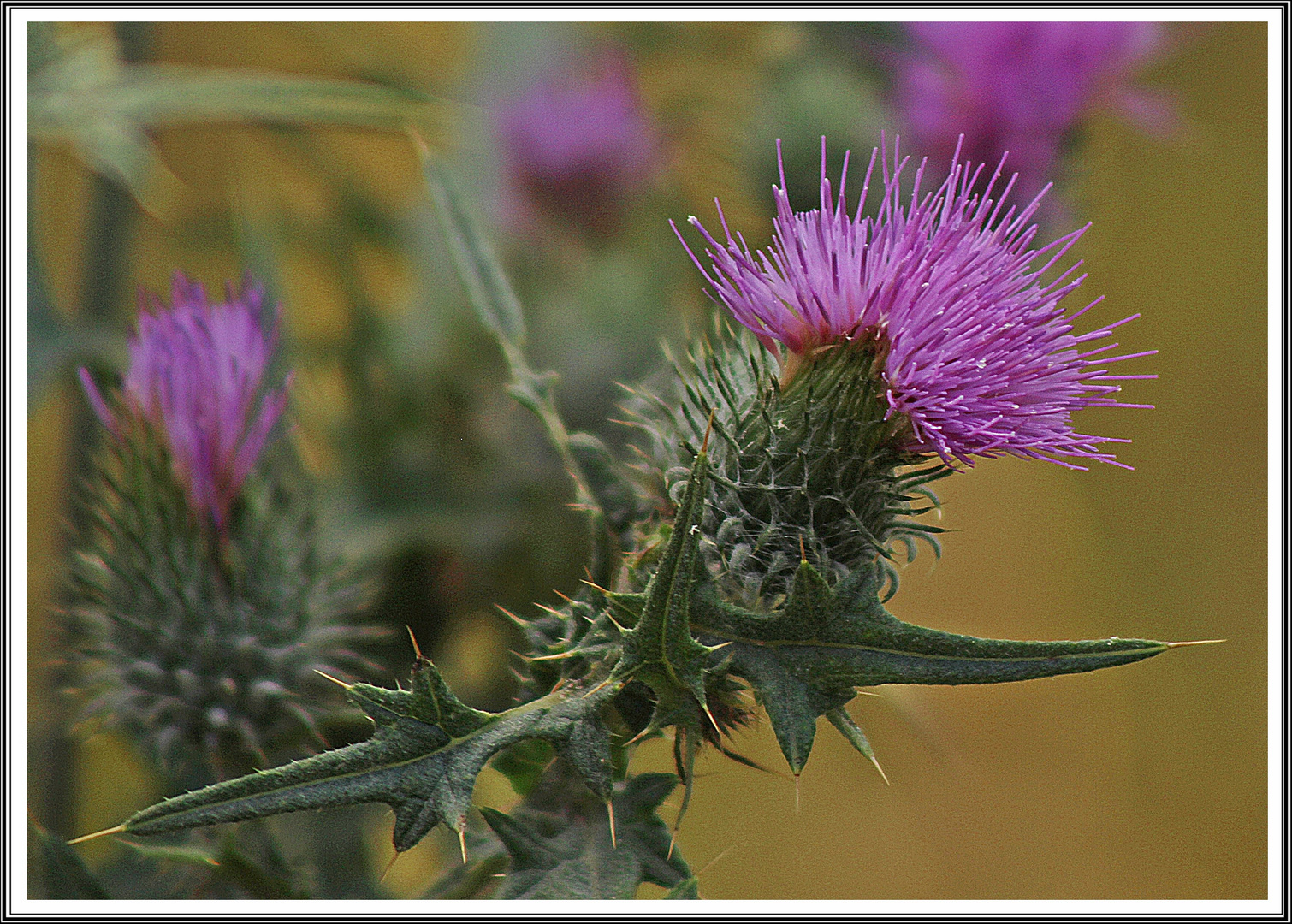 Distel 