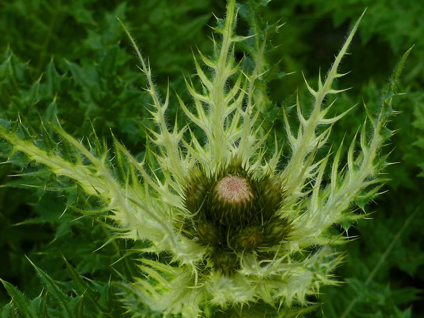 Distel