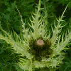 Distel