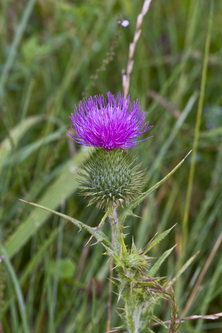 Distel