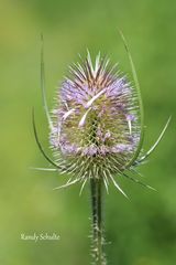 Distel