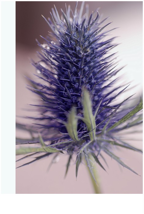 Distel