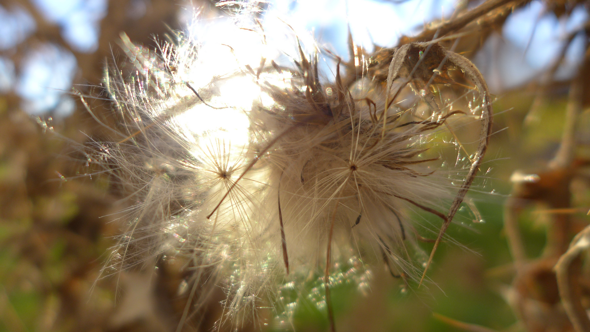 Distel