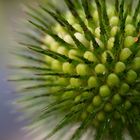 Distel