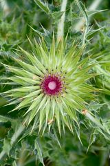 Distel