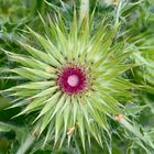 Distel