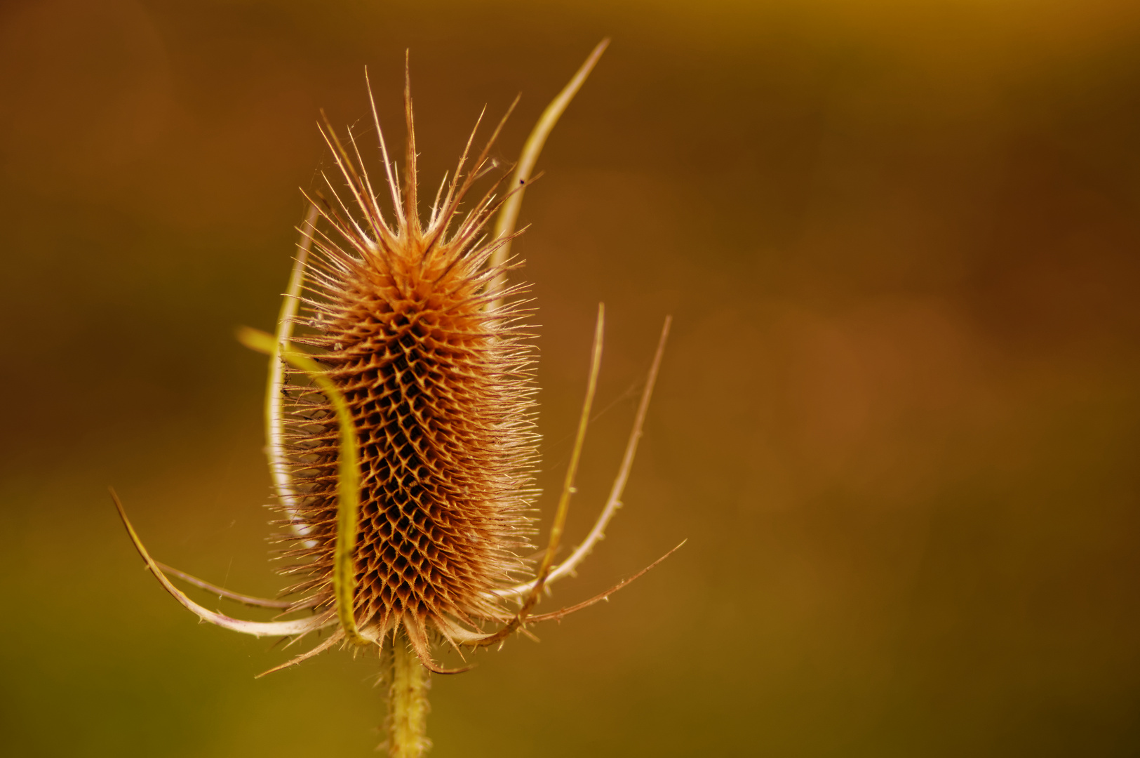 Distel