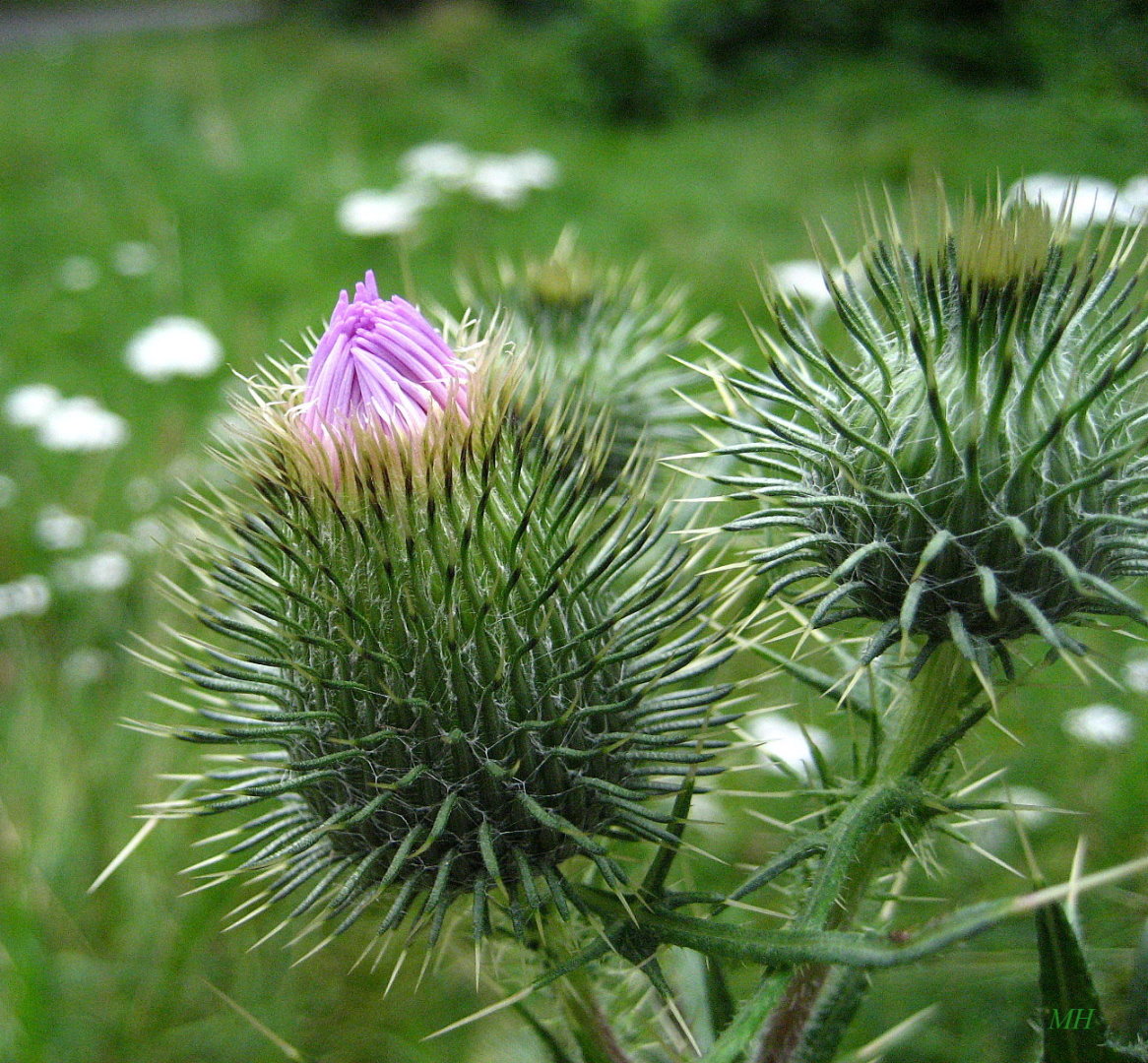 Distel