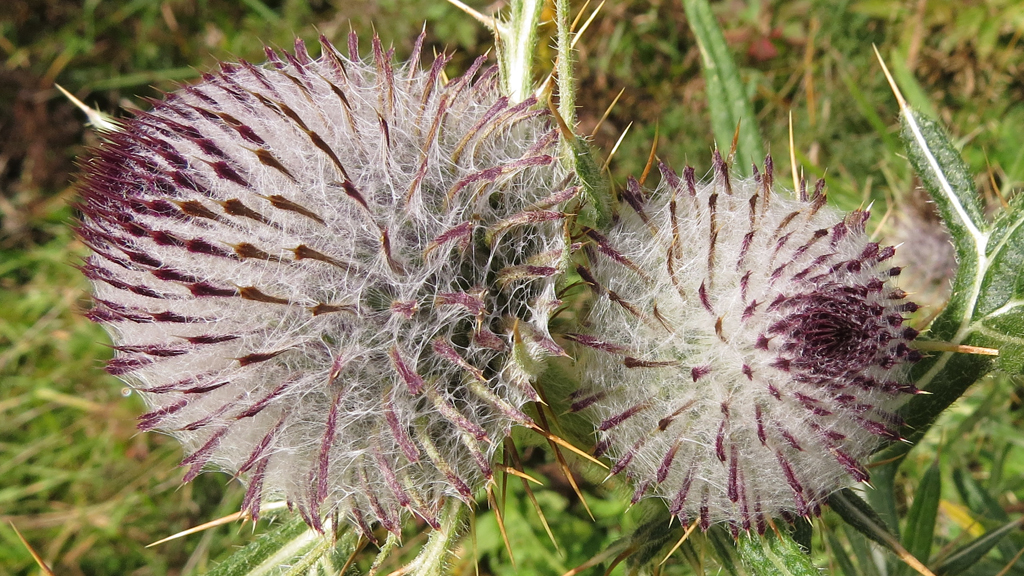 Distel