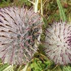 Distel