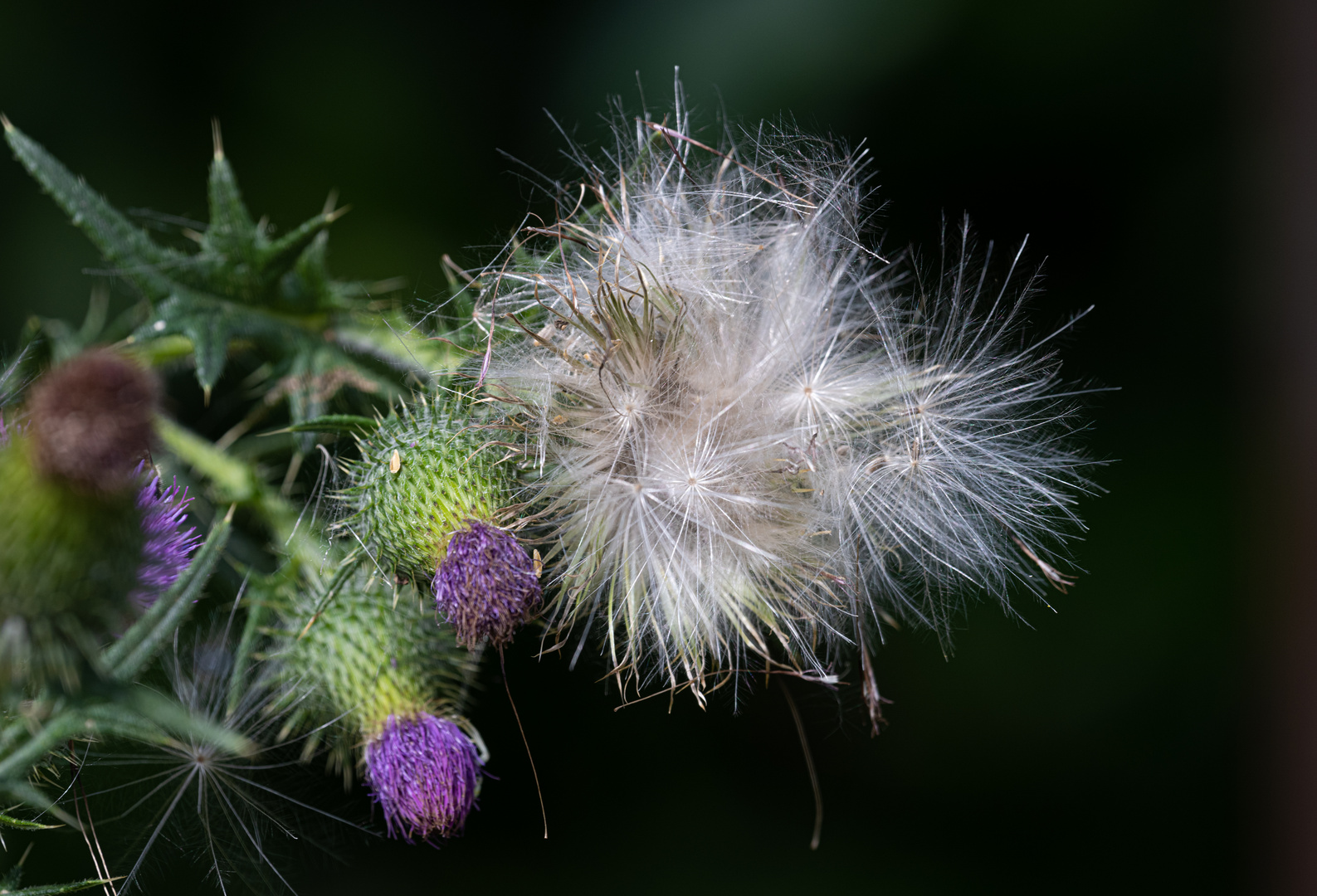 Distel