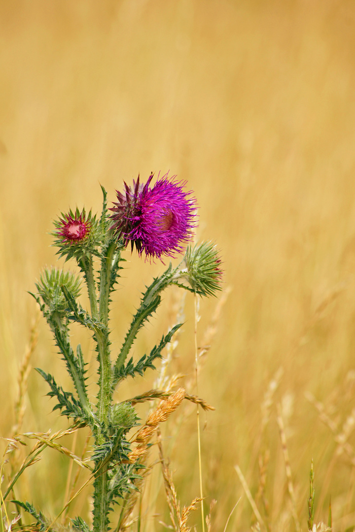 Distel