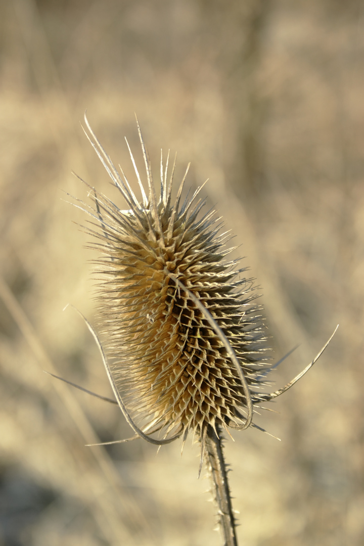 Distel