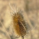 Distel