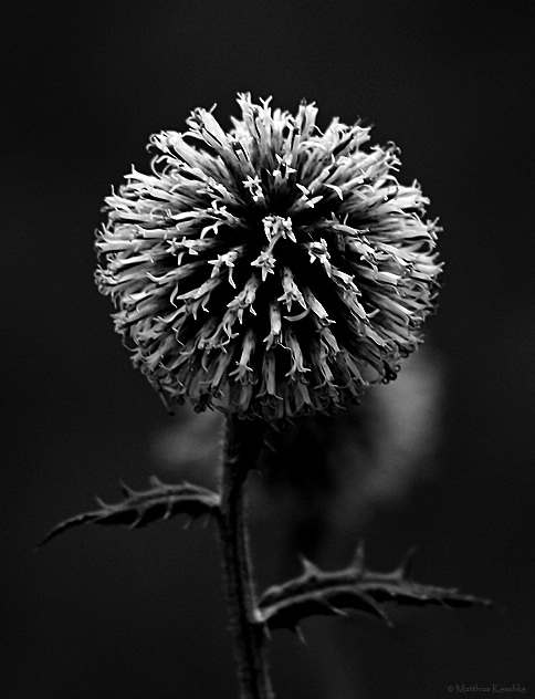 Distel