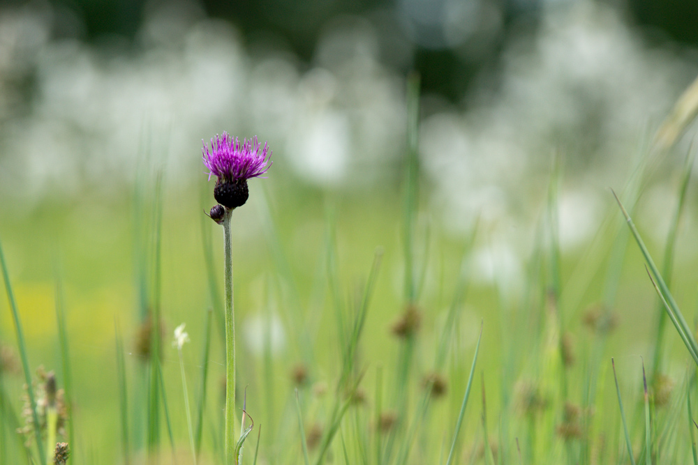 Distel