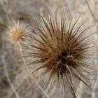 Distel