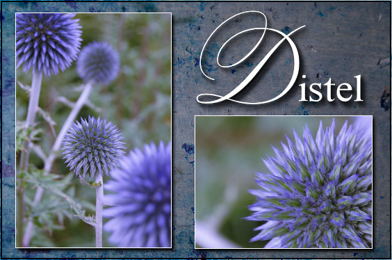 Distel