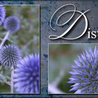 Distel