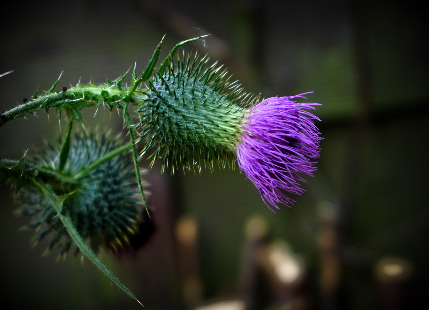 Distel