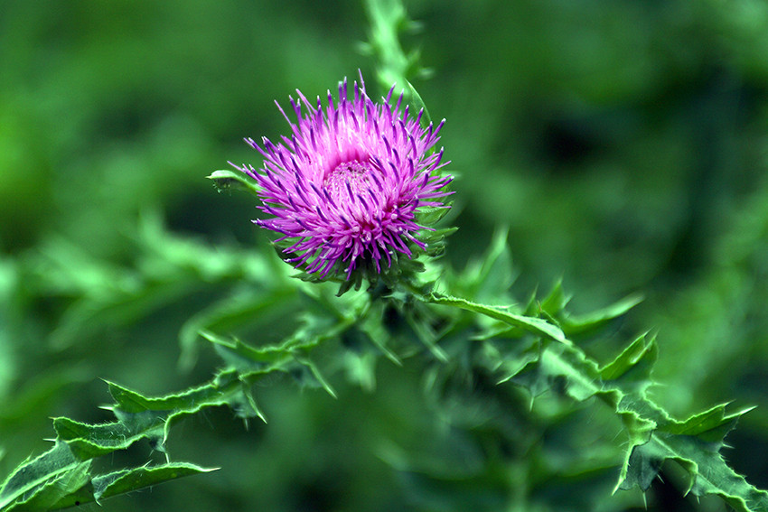 Distel von Jochen Frenzer