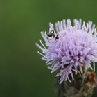 Distel 